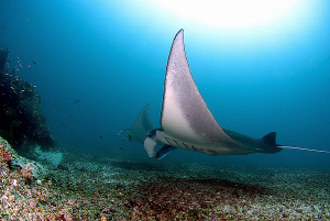 Manta diving around Komodo by Mona Dienhart 